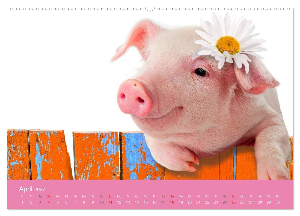 CALVENDO - Süße Tier-Babys! (hochwertiger Premium Wandkalender 2027 DIN A2 quer), Kunstdruck in Hochglanz: Kleine Herzensbrecher für die ganze Familie