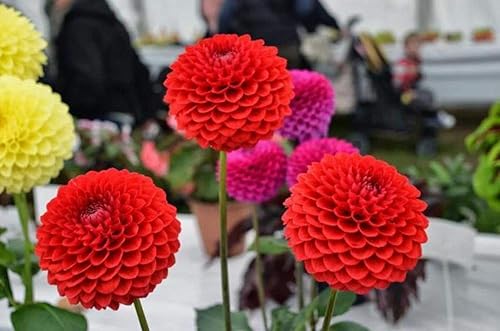 Miniatura 5 de Semillas Dahlia Pompon Mix - Orgánico