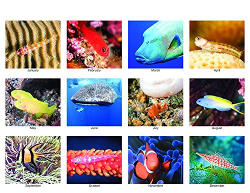 Ocean Treasures - Tropical Fish Calendar 2016 #TOP1