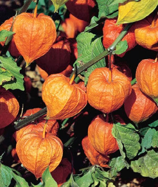 VibeX Chinese Lantern, Strawberry Ground Cherry-50 Seeds (B0B9Y3GW59) Amazon Price History, Amazon Price Tracker
