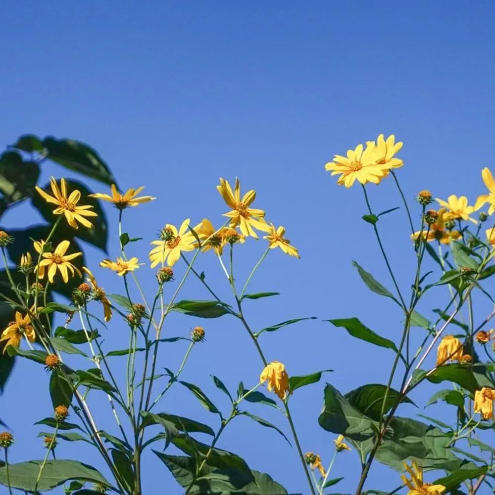 100 Semi Di Topinambur - Helianthus Tuberosus Per Orto, Balcone, Giardino, Vaso - Foto 2