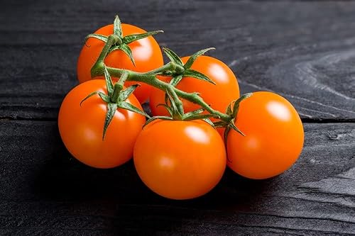 Miniatura 3 de Semillas de tomate cherry "Gold Nugget" para plantar, más de 25 semillas tradicionales por paquete, semillas de jardín de Isla (semillas de jardín