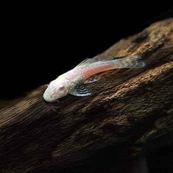 Amazon 熱帯魚 アルビノミニブッシープレコ 約2 3cm 1匹 生体 観賞魚 水中生物 通販