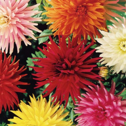 Mélange de graines de cactus Dahlia Fleur coupée Facile à cultiver Peigne Paquet de 500 graines