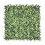 Boxwood with Backing