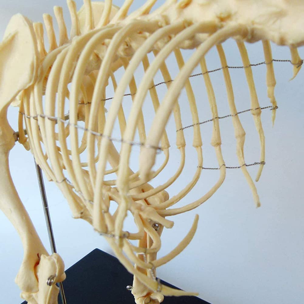 Hundeskelett Anatomisches Modell, Anatomie Bildung Modell Von Tieren, 64Cmx20cmx30cm