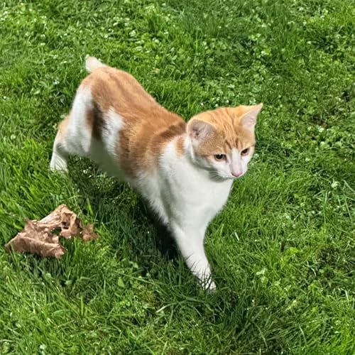 #169 2x Kuchen, Formkurven und fehlender Ehrgeiz