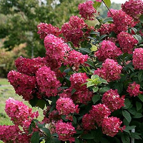 Amazon Co Jp ノリウツギ 糊空木 ファイヤーライト5号ポット 濃い赤色に変化するピラミッドアジサイ Diy 工具 ガーデン