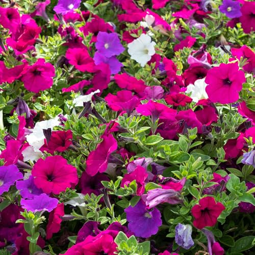 Petunia Balcony Mixed Seeds Cascading & Vibrant Blooms Must Have for Hanging Baskets & Window Boxed for Your Beautiful Garden