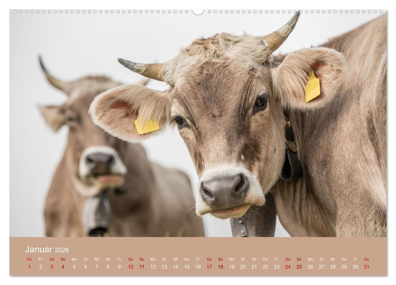 Allgäuer Rindvieh 2026 (hochwertiger Premium Wandkalender 2026 DIN A2 quer), Kunstdruck in Hochglanz: Ein Kalender für alle Allgäu- und Kuhliebhaber. (CALVENDO Tiere)