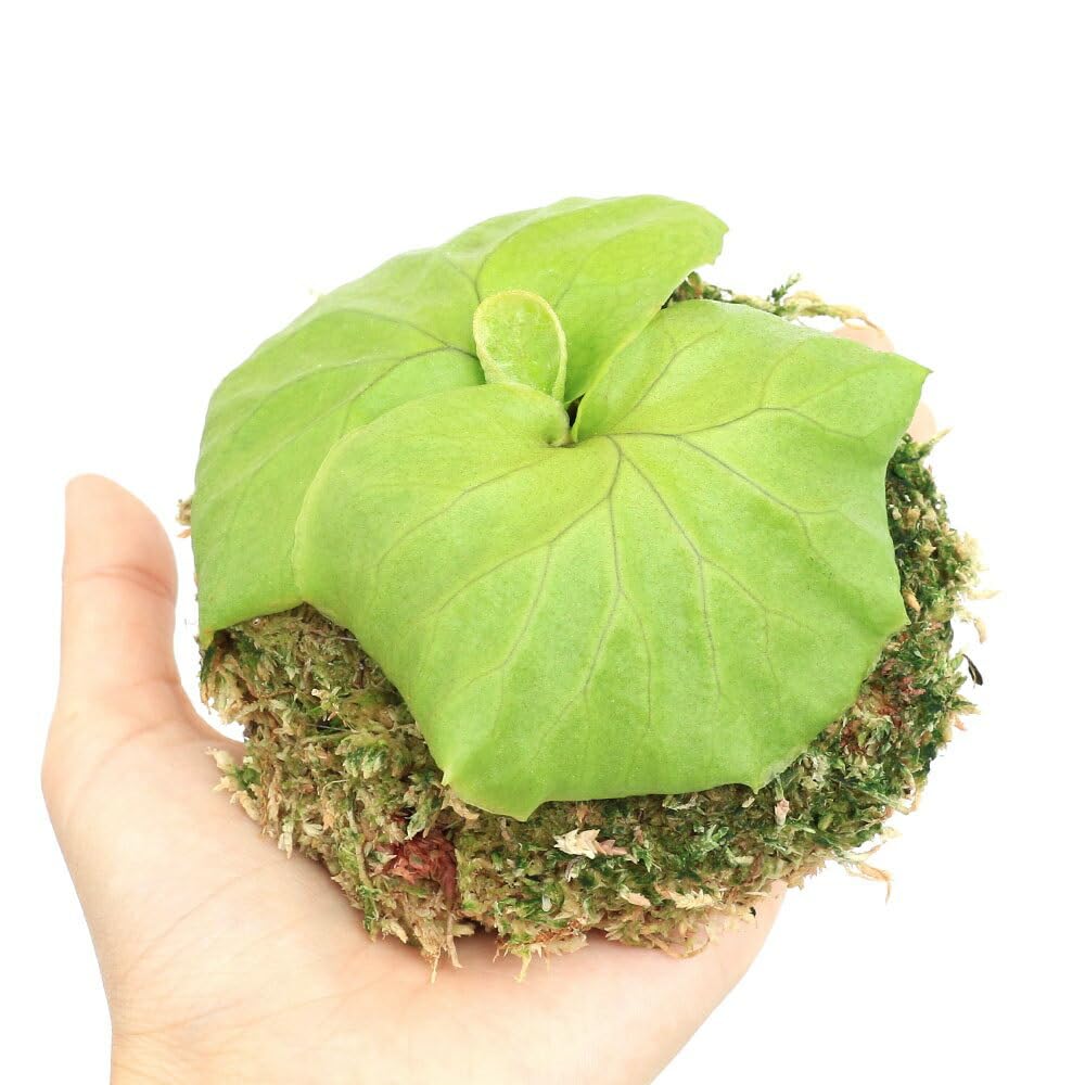 Amazon｜【charm】（観葉植物）素材を選ばず手軽に着生 