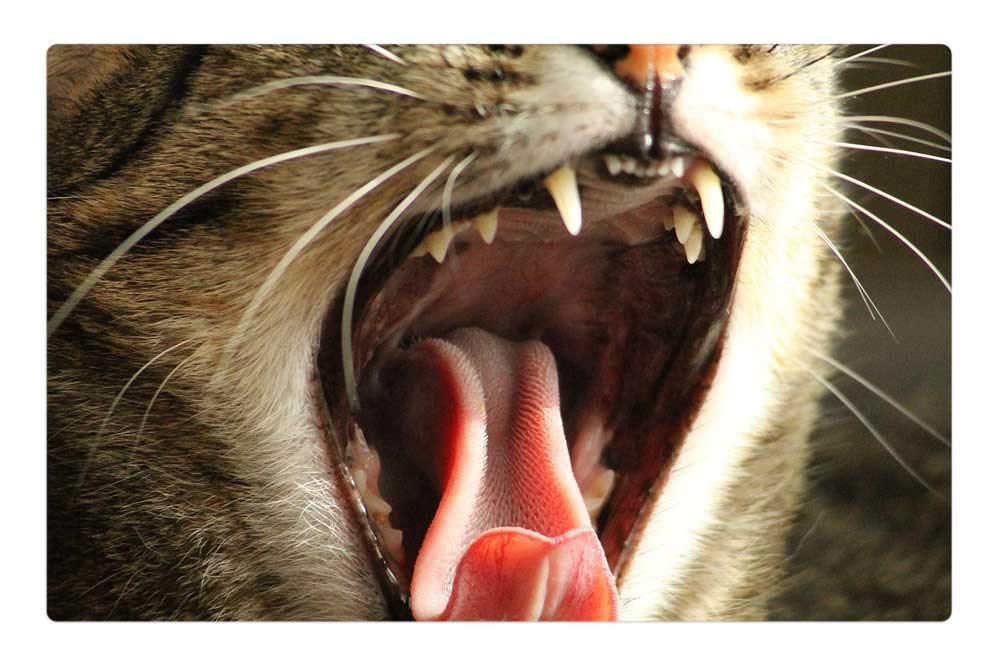 LESGAULEST Doormat Floor Rug/Mat (23.6 x 15.7 inch) - Cat Peaceful Relax Eye Mustache Nose Pets 3