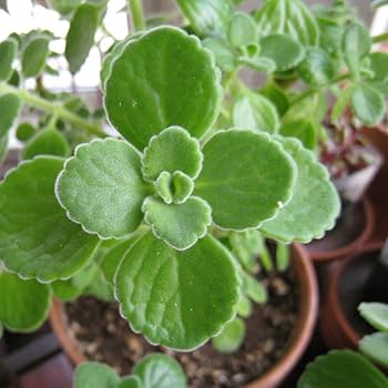 Amazon.co.jp: ITANSE アロマティカス 3号 3個セット