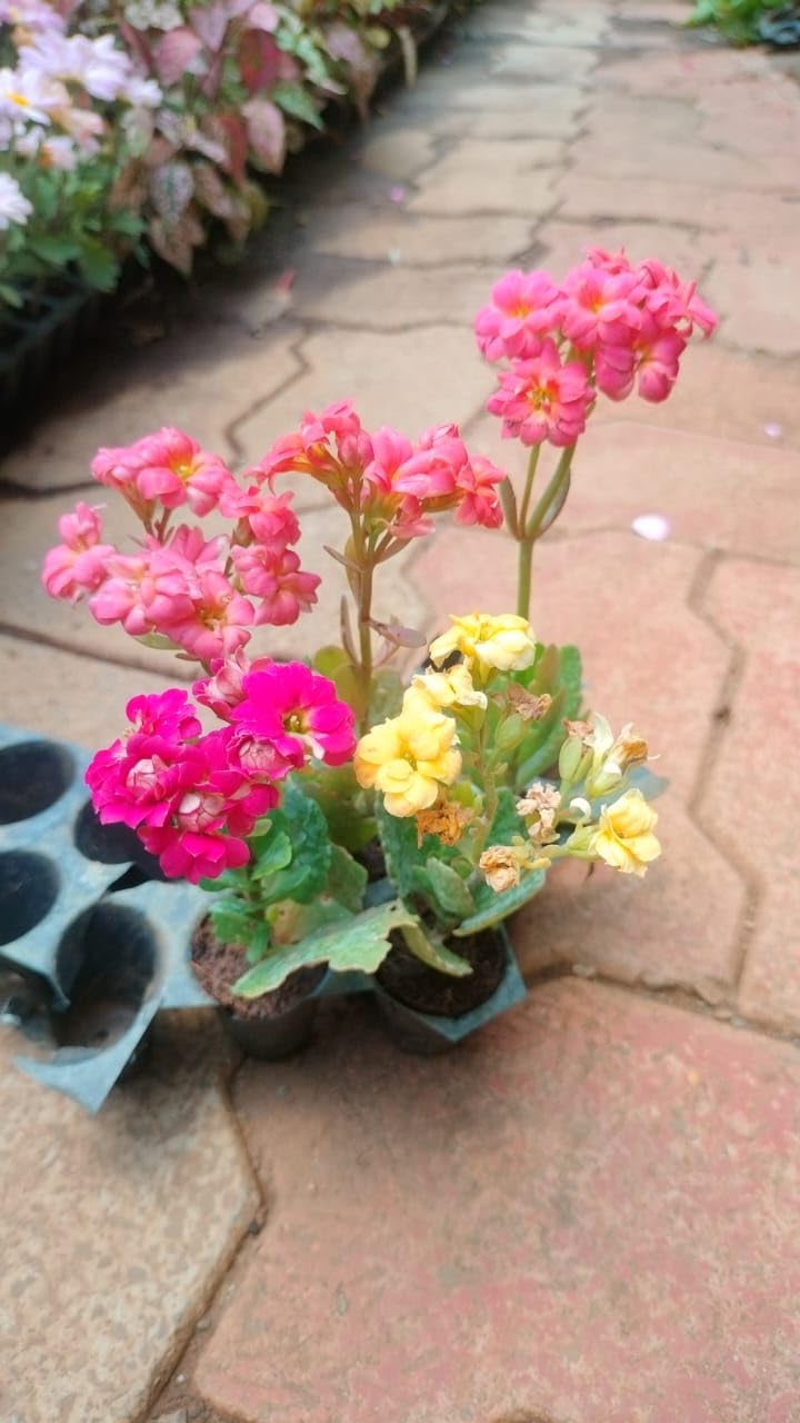 Om Nursery Kalanchoe Flower Live Plant (Set Of 2) (B0CZ4572RN) Amazon Price History, Amazon Price Tracker