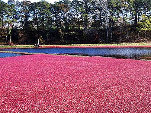 Buyartforless Cape Cod Cranberry Harvest 16x12 Art Print Poster Photography by Joseph Condon