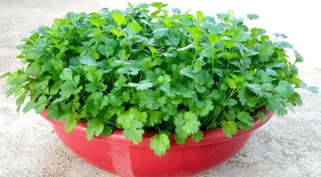 Coriander Seed | Dhaniya Beej | धनिया बीज | Vegetable Seed | Split seed | Multicut | 50 GM | (B0D78MWVYM) Amazon Price History, Amazon Price Tracker
