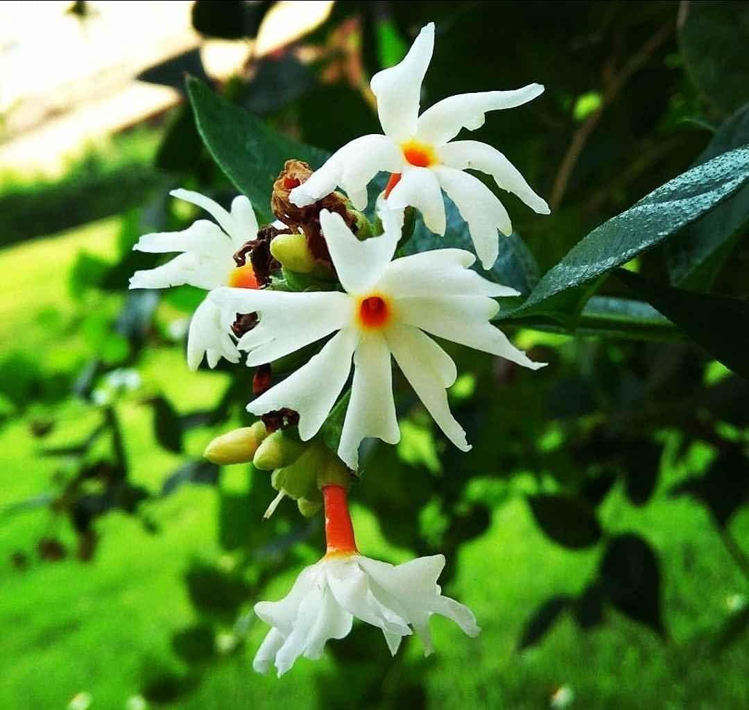Coral Jasmine pavizha mulla Night Jasmine plant, Nyctanthes arbor-tristis, Parijat/Shiuli, 1 healthy live plant-image-40