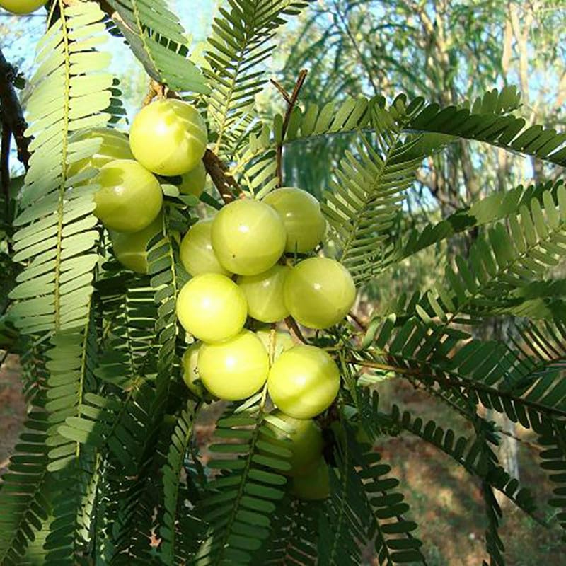 Amla hybrid all seasons Live Plant For Gardening (B0CRJ1LZ8Y) Amazon Price History, Amazon Price Tracker