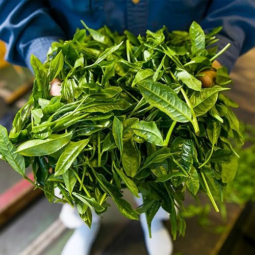 Miniatura 4 de SA Sugimoto Tea Company Relaxing Kukicha  Té verde japonés auténtico  Té ramita  20 bolsitas de té en cada bolsa resellable paquete de 3