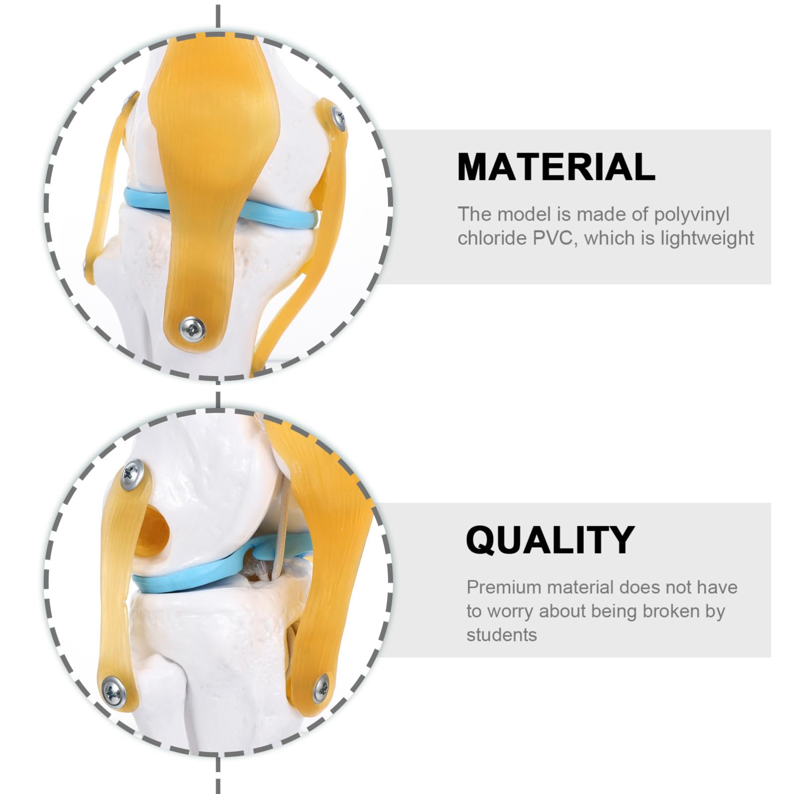 KICHOUSE Modello 1:1 Anatomico Articolazione del Ginocchio Umano in Pvc Leggero Funzione Dimostrativa di Estensione per Studenti per Forniture da Laboratorio e Presentazioni Didattiche