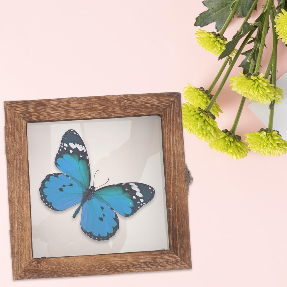 STOBAZA Vetrina in legno per campioni di insetti con coperchio trasparente, 10 x 10 x 4 cm, espositore compatto per la presentazione di farfalle e campioni di piante