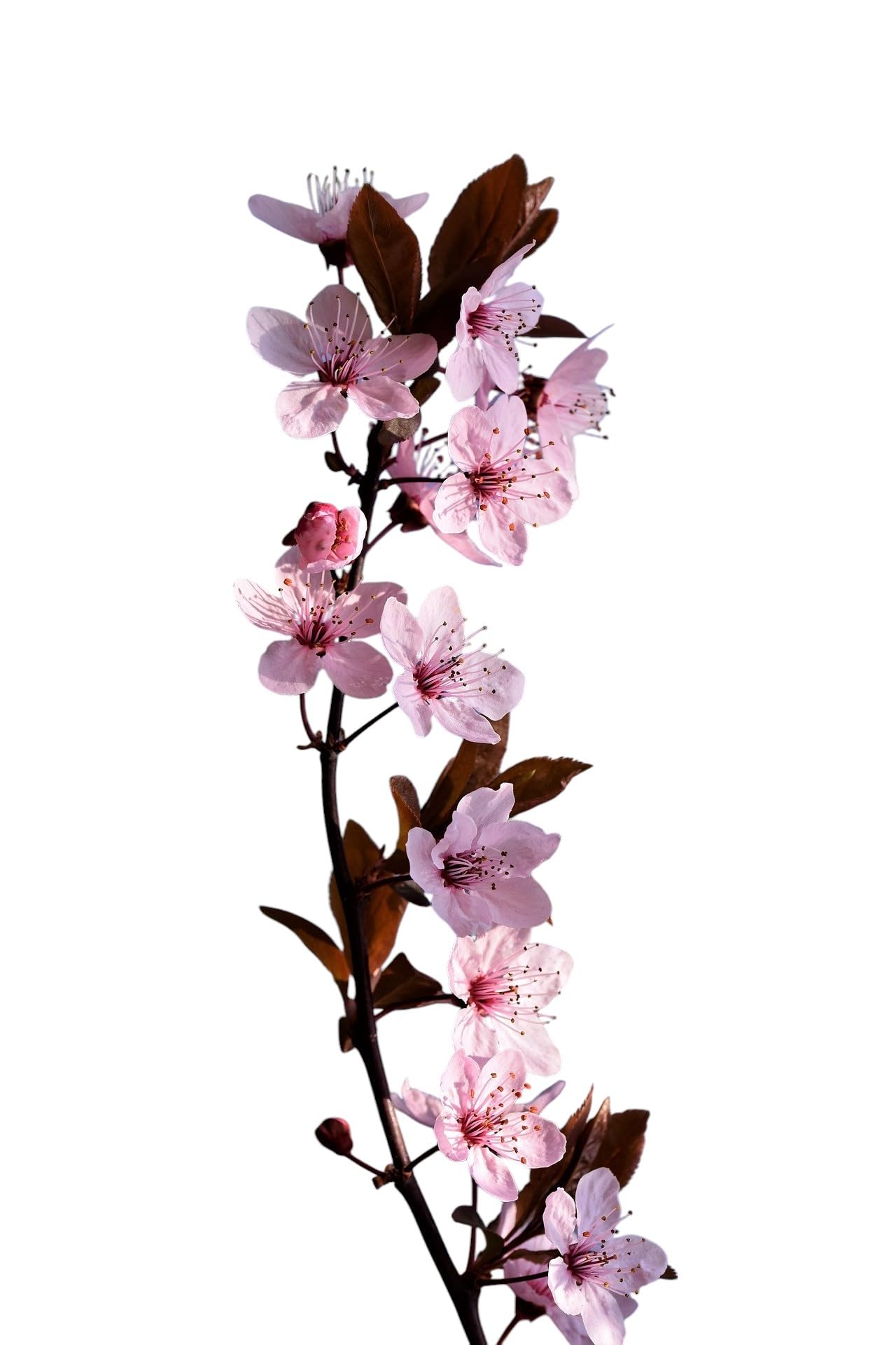 Planta natural Frutal arbol Cerezo Picota injertado. Altura 80-100 cm. Cereza dulce, sin pedúnculo, piel roja oscura, firme, jugosa, de origen en el Valle del Jerte. Segura Garden