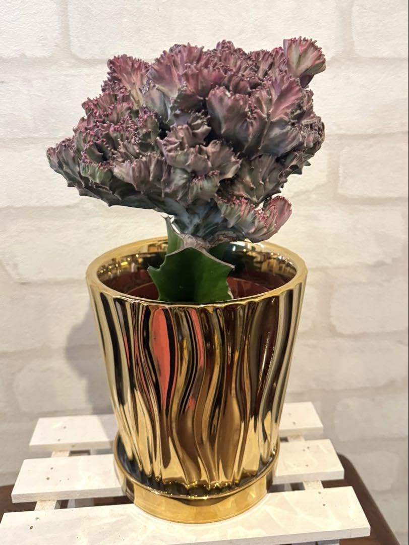 ユーフォルビア　ラクテア　ゴールドの陶器製ポット付き Amazon.co.jp: ユーフォルビア ラクテア ゴールドの陶器製ポット