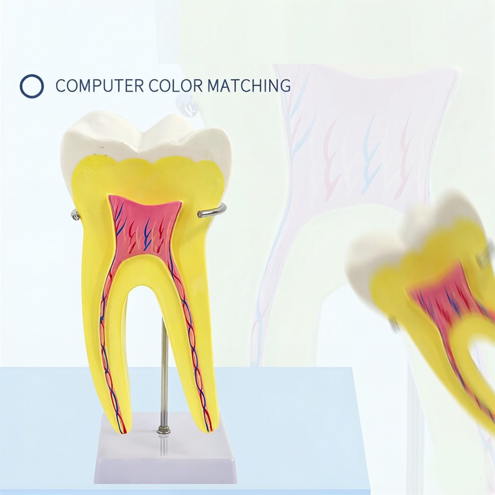 Modelo de enseñanza molar realista modelo de demostración de dientes molares en diseño de base estable para la educación de la escuela de medicina, anatomía humana