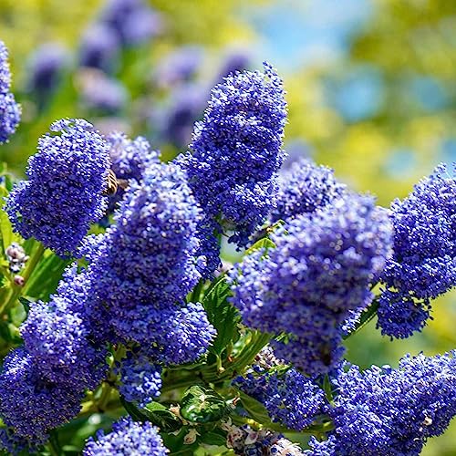Gardener's Dream Ceanothus Victoria Baum - Immergrüne Zierbäume für Garten, Balkon oder als Terrassen Pflanzen, Winterhart, kalifornische Wild-Flieder (Säckelblume), 70-80 cm