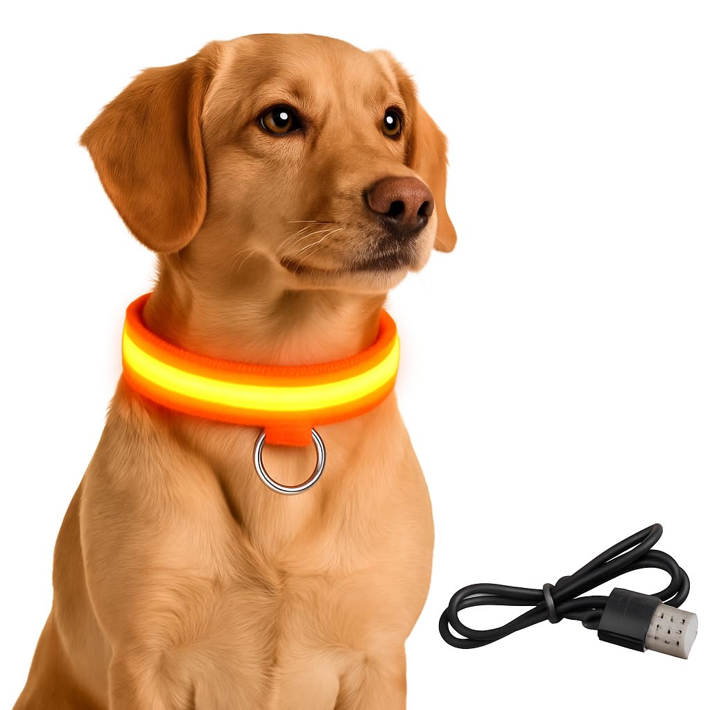 PetSafe Light Up Dog Collar - LED Dog Collar Light Rechargeable - Illuminated LED Collars for Dogs - Glow in the Dark, Luminous Design - Flashing Light Up Collar for Safety - USB Chargeable