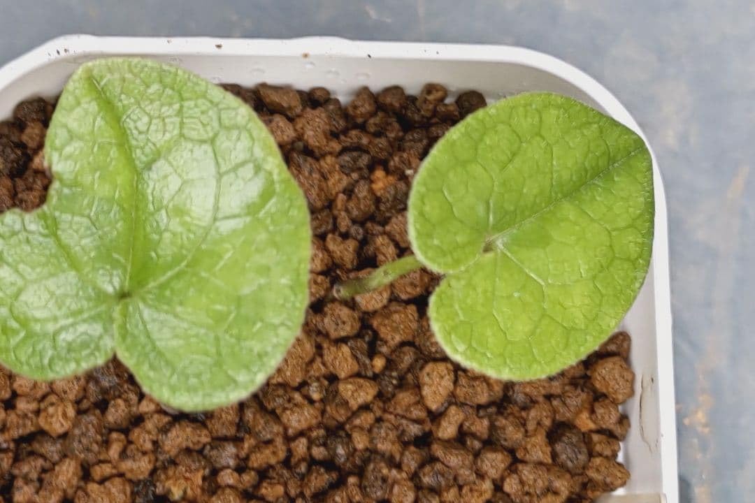 Amazon｜タマノカンアオイ 青軸 山野草｜観葉植物 オンライン通販