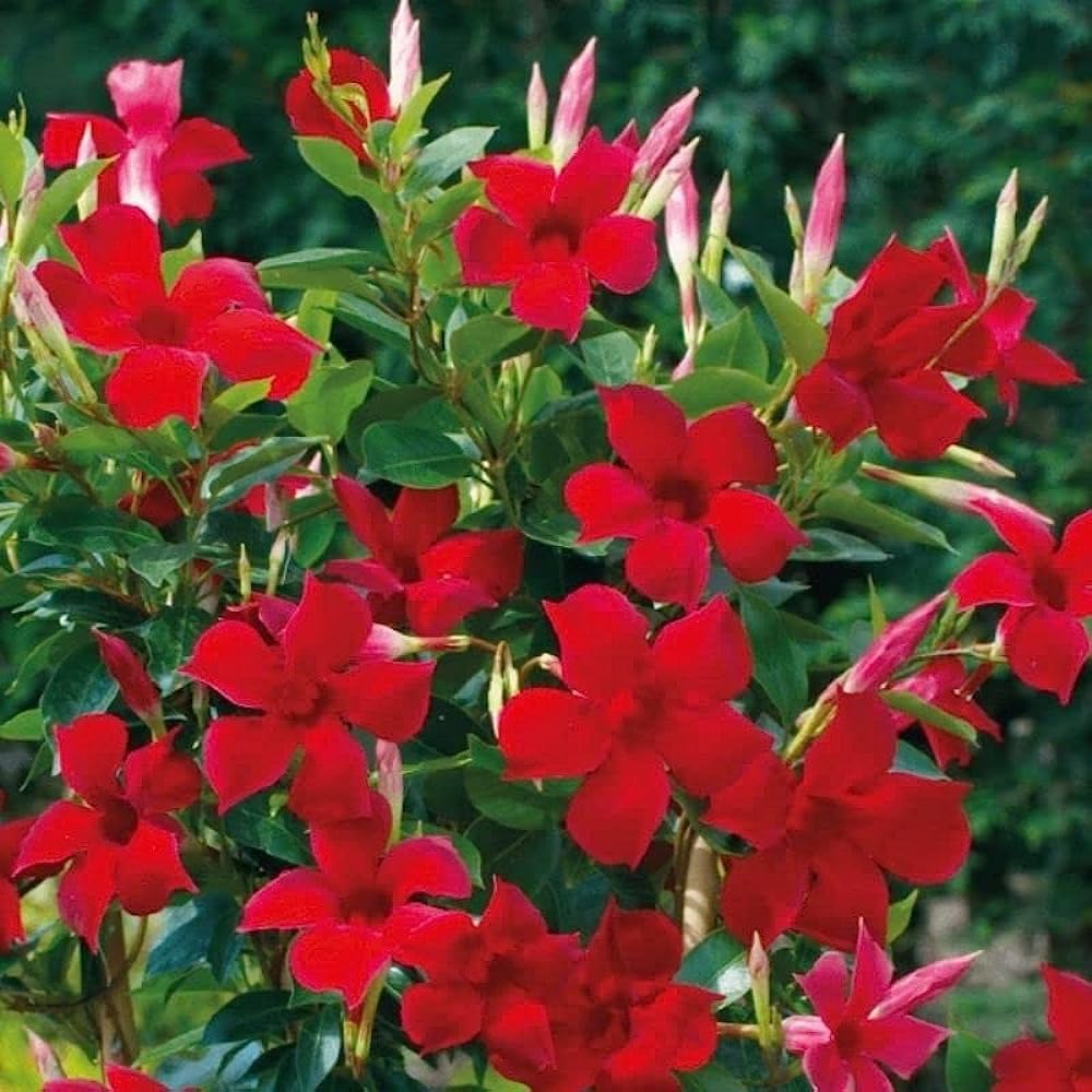 ASTHA Mandevilla Red Flower Rocktrumpet Brazilian Jasmine Flower Climbers-Creepers Vine Flowering Plant For Home/Terrace/Balcony Garden Live Healthy Plant Pack of 1 (Small Size Plant) (B0CR954Y6Y) Amazon Price History, Amazon Price Tracker