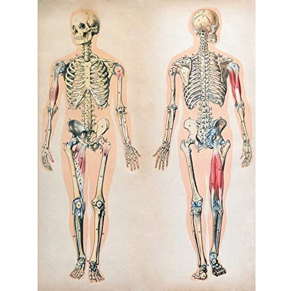 Human Body Anatomy Skeleton Muscles Unframed Art Print Poster Wall Decor 12x16 inch