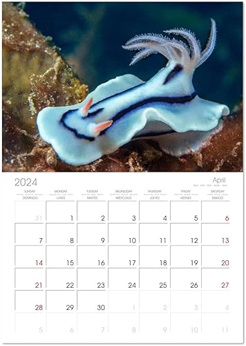 Miniatura 7 de Nudibranchs, un colorido espectáculo bajo el agua (calendario mensual de pared 2022 11.4 x 16.1 in (abierto))