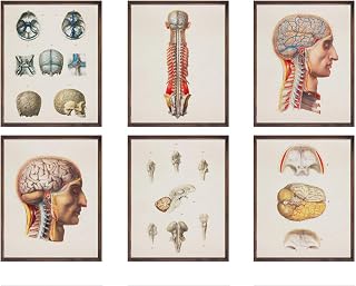 Set of 6 prints 12x18 for neurologist doctor, neurology medical office wall decor