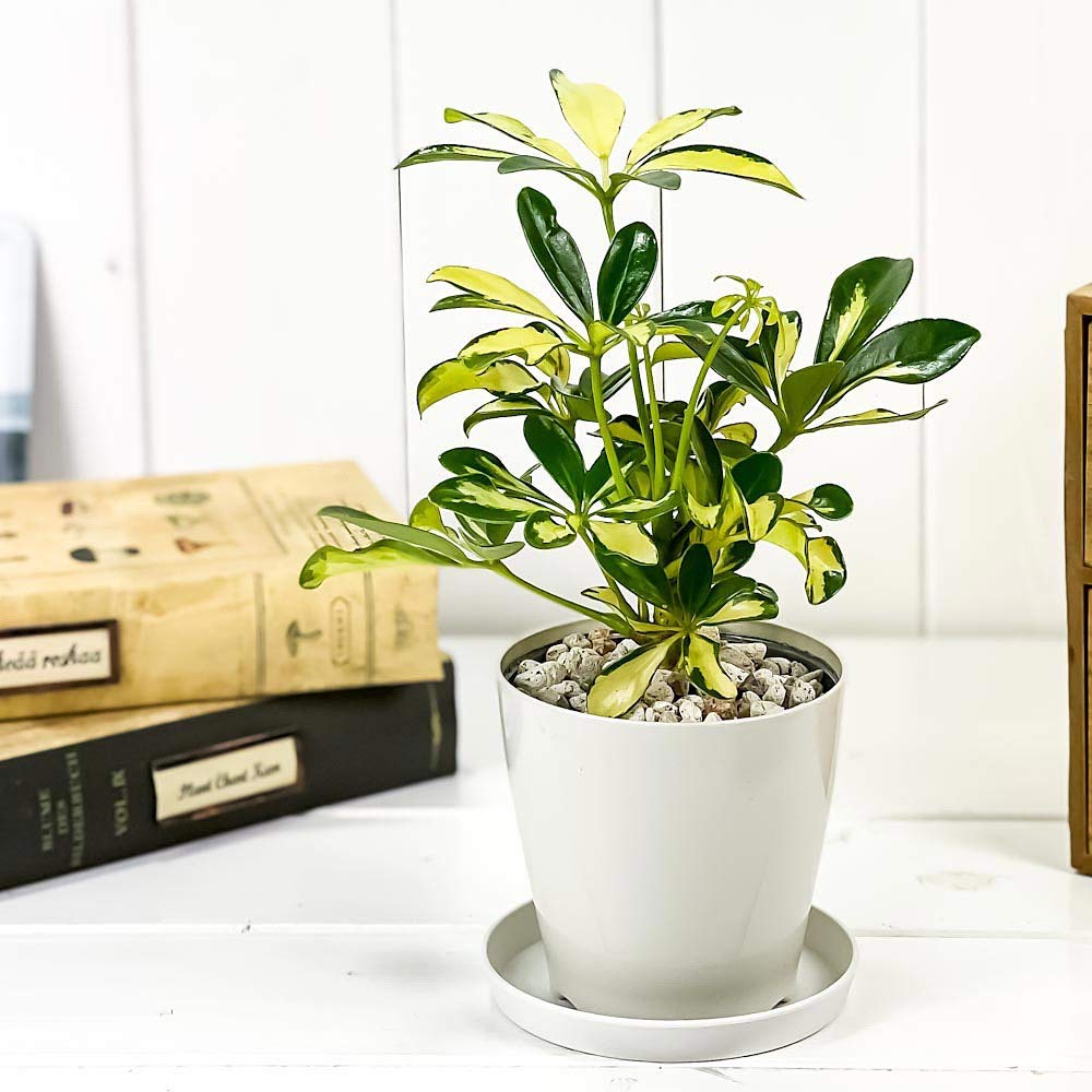 Amazon｜PLANCHU 観葉植物 シェフレラ アルボリコラ トリネッティ 3.5