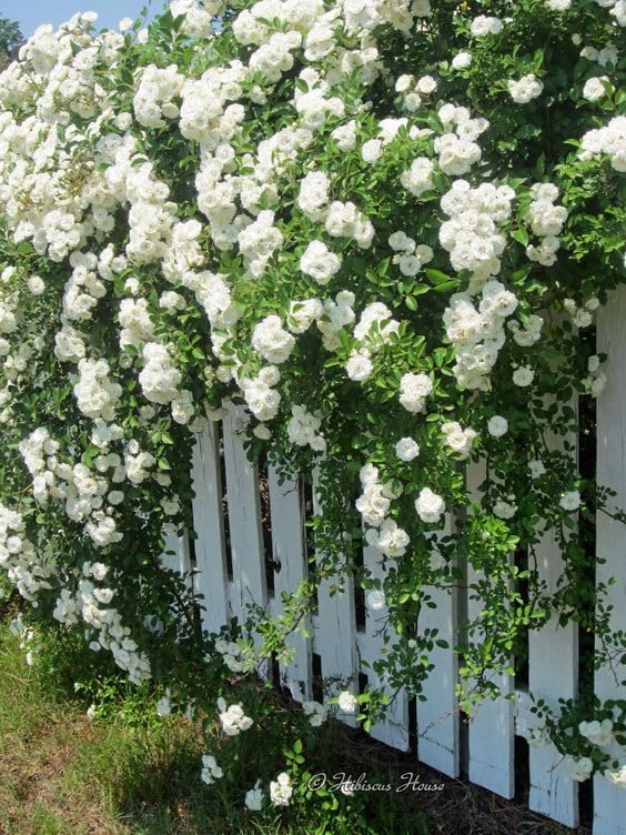 ECO BLOOM Rare White Rose Climber Live Flower Plant For Indoor and Outdoor (White Rose plant) With Black Pot : Pack of 1 (B0CXMWZHQ8) Amazon Price History, Amazon Price Tracker