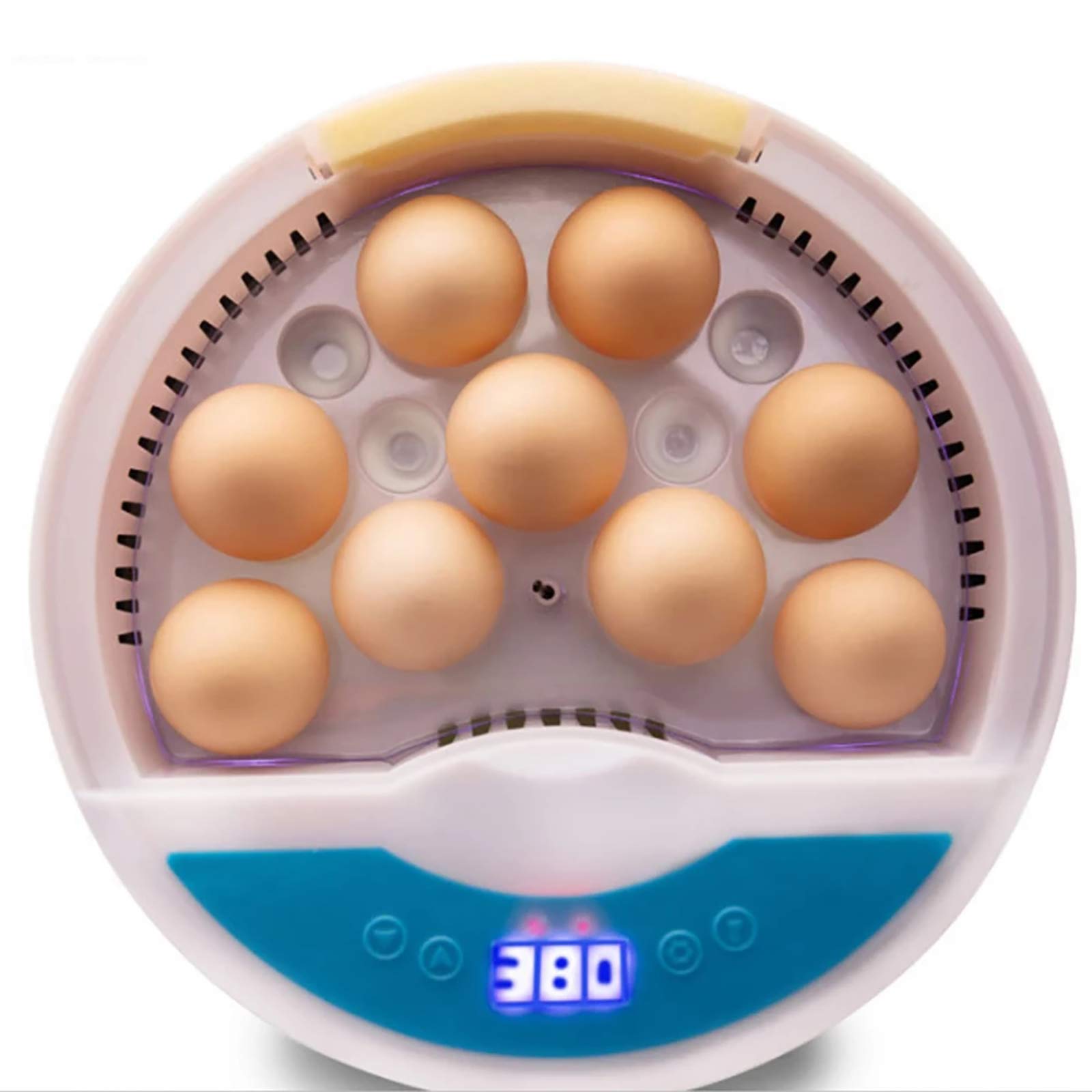 Couveuse pour oeufs de poussins : incubateur de table pour l'éclosion pédagogique à la maison