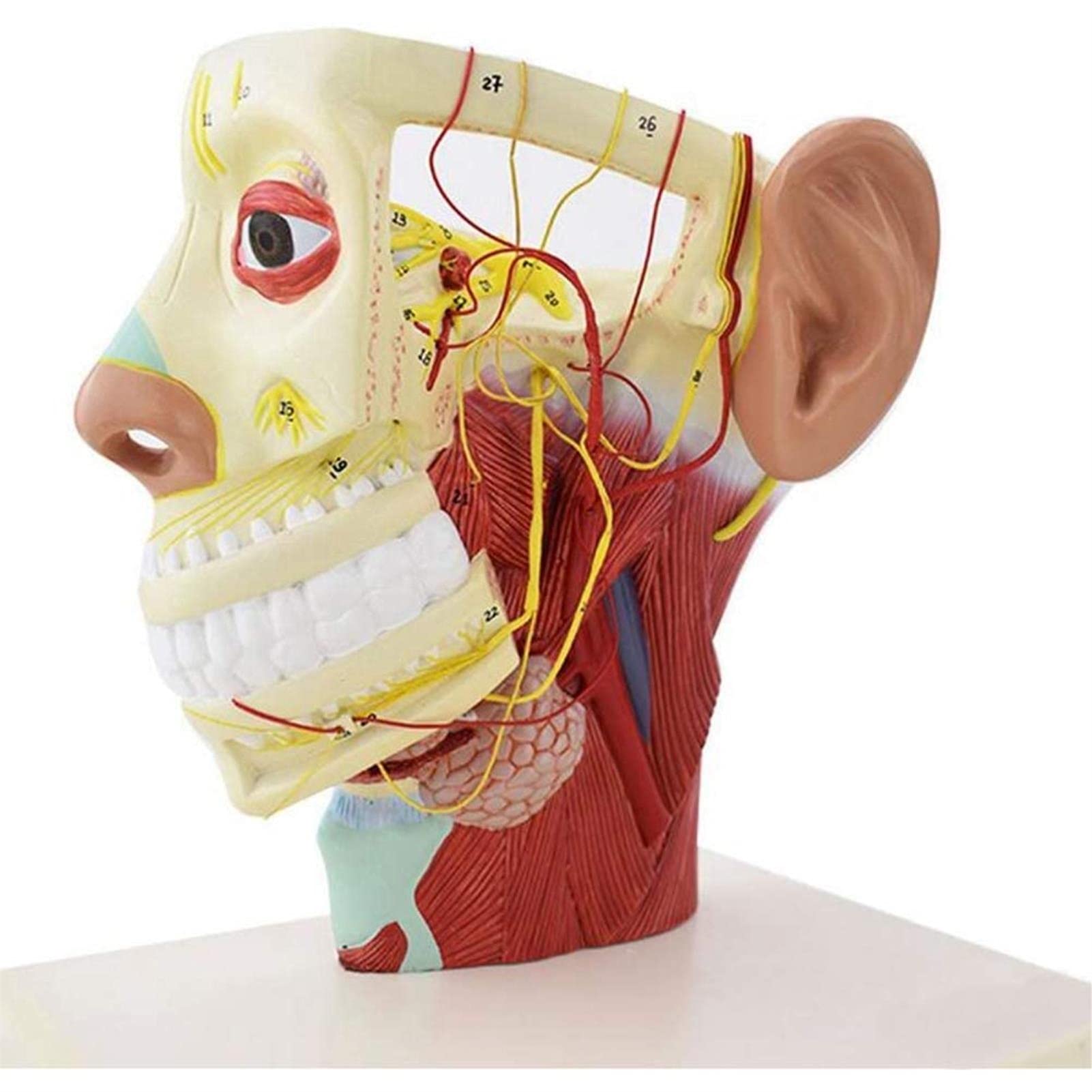 Modele medyczne, Model anatomii ciała, Model nerwów głowy człowieka, Neuroanatomiczny model czaszki, Materiały medyczne do nauczania Model czaszki, Model dwunastu par nerwów czaszkowych