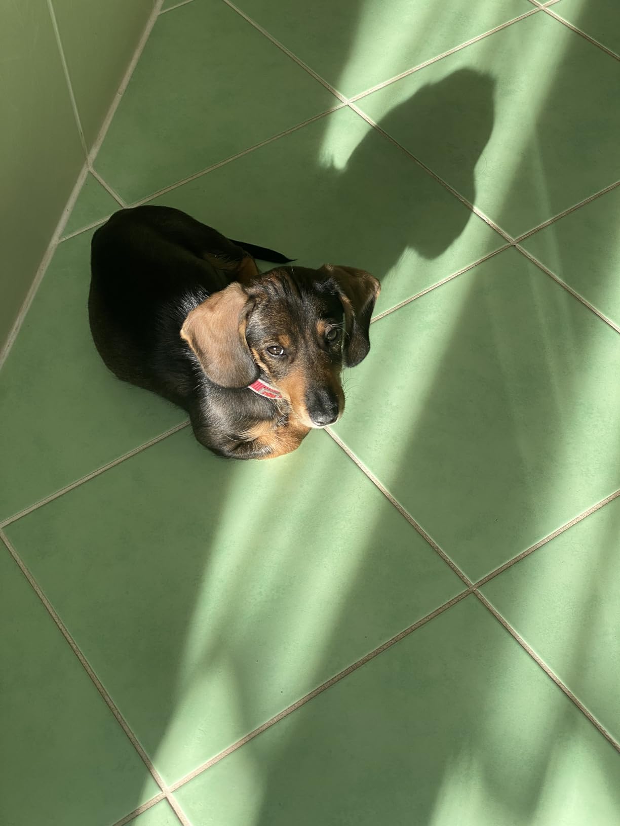 Tierhaarentferner Handschuh - 2er Set Fellmagnet Für Katze & Hund | Antistatisch & Waschbar