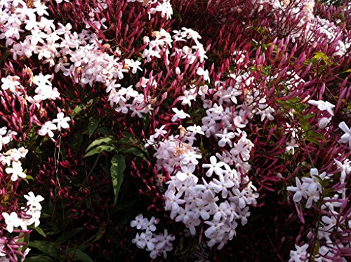 9EzTropical Pink Jasmine Plant