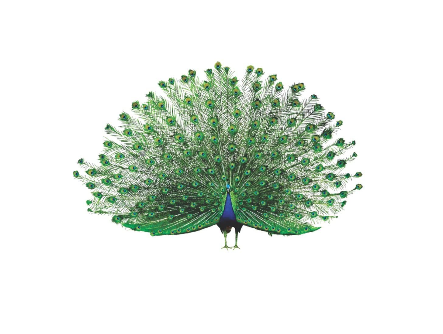 Marvelous Peacock Wall Sticker| for bedroom, drawing room, living room, hall, home| Multicolor, Size:- 60 cm X 40 cm (B09MHXNFHX) Amazon Price History, Amazon Price Tracker