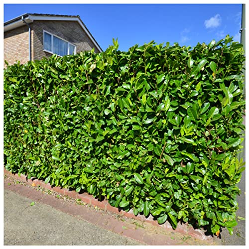 10 Cherry Laurel Evergreen Hedging Plants 40-50cm 9cm Pots 3fatpigs