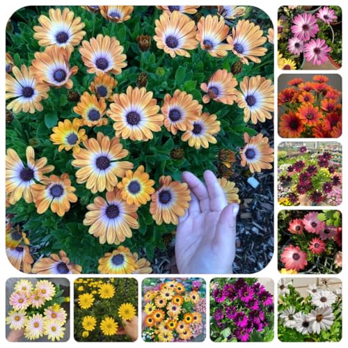 semillas de margarita del Cabo - balcón resistentes raras 400pcs