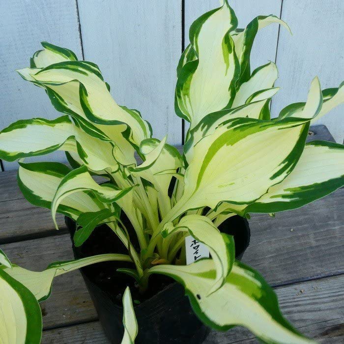 【ご依頼品】 ホスタ クリスマスシリーズ Amazon | ギボウシ ホワイトクリスマス 中斑 4号ポット 斑入り ホスタ