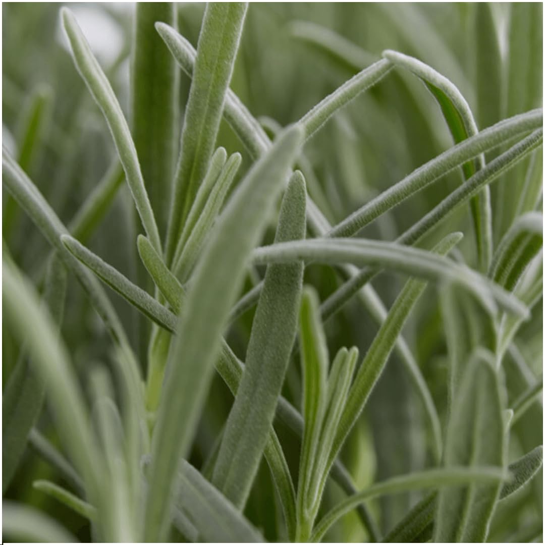 Lavandula angustifolia Echter Lavendel Duftende & 12 Pflanzen Ø7 cm 15 cm | für Garten, Balkon und Terrasse, winterhart, für Beet und Kübel, bienenfreundlich