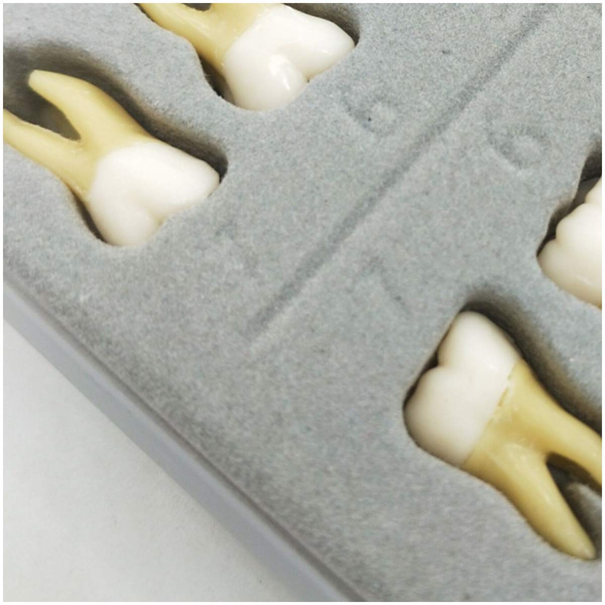 ERNZI Ensemble De 28 Pièces Modèle De Dents Permanentes Bicolores G Modèle Dentaire G Modèle De Dents Standard pour Adultes G pour Démonstration Modèle D'enseignement Médical, Matériel De Laboratoire