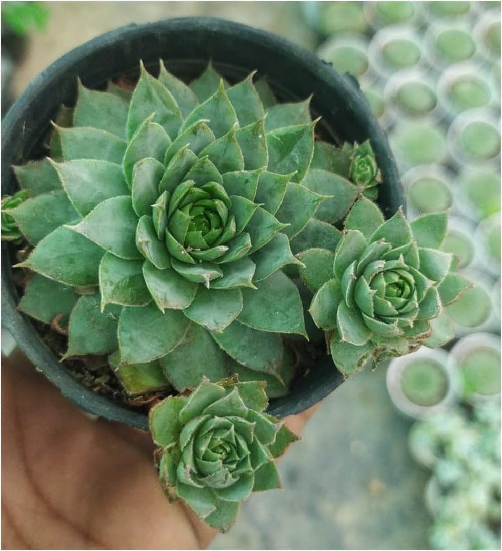 Laxmi Kamal Succulent - Good Luck Plant -6