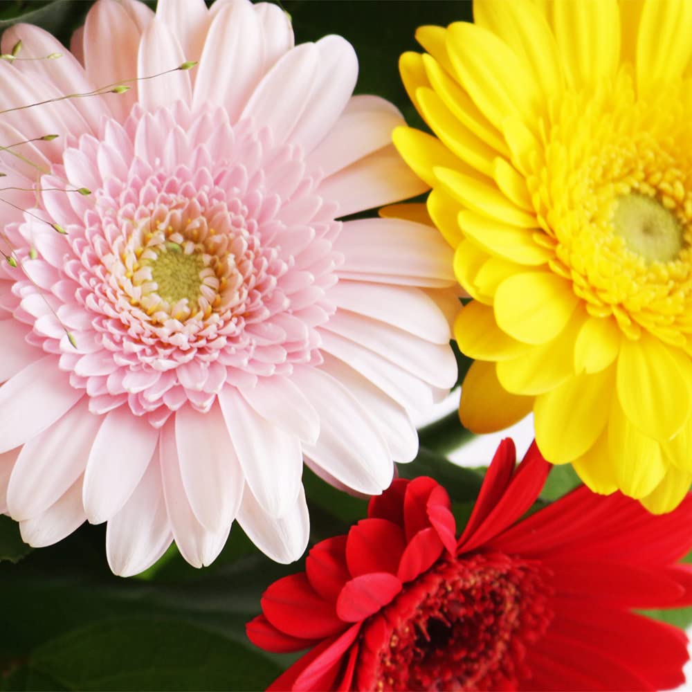 Blumenstrauß Bunte Gerbera, echte Blumen versenden mit 7-Tage-Frische-Garantie, von Floristen handgebunden, Blumenversand, Geschenkidee für viele Anlässe