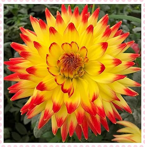 Amazon ダリアの球根 植物の球根 花の球根 チャーミングな香り 花は珍しい土壌培養植物 春に咲く庭園 綺麗な 球根 Y 花 Amazon ダリアの球根 植物の球根 花の球根 チャーミングな香り 花は珍しい土壌培養植物 春に咲く庭園 綺麗な 球根 Y 花